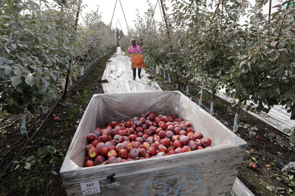 In this photo taken Tuesday, Oct. 15, 2019, Sagrario Ochoa carries a picking bag full of Cosmic Crisp apples, a new variety and the first-ever bred in Washington state, to a bin in an orchard in Wapato, Wash. The Cosmic Crisp, available beginning Dec. 1, is expected to be a game changer in the apple industry. Already, growers have planted 12 million Cosmic Crisp apple trees, a sign of confidence in the new variety. (AP Photo/Elaine Thompson)