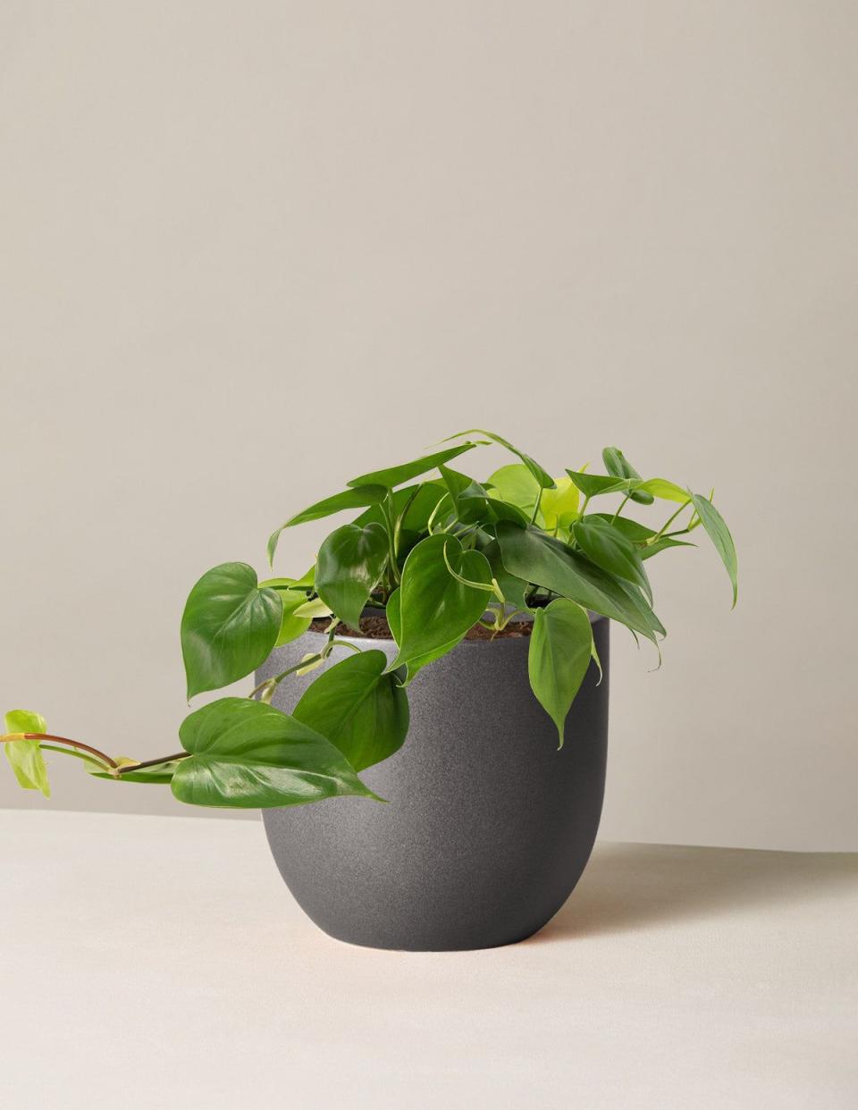 9) Philodendron Green