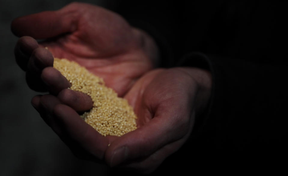 Quentin Declerck, from Le Champignon de Bruxelles, holds millet which will be mixed with beer waste to make a substrate for growing mushrooms in the cellars of Cureghem in Brussels, Wednesday, Feb. 5, 2020. With a mild ambient temperature never going below 11 degrees Celsius, the cellars host a 3,000 square meters underground urban farm, where the company grows exotic mushroom varieties using brewery's spent grains. (AP Photo/Virginia Mayo)