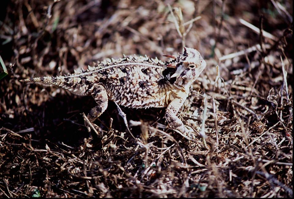 The population of the Texas Horned Lizard has been in decline.