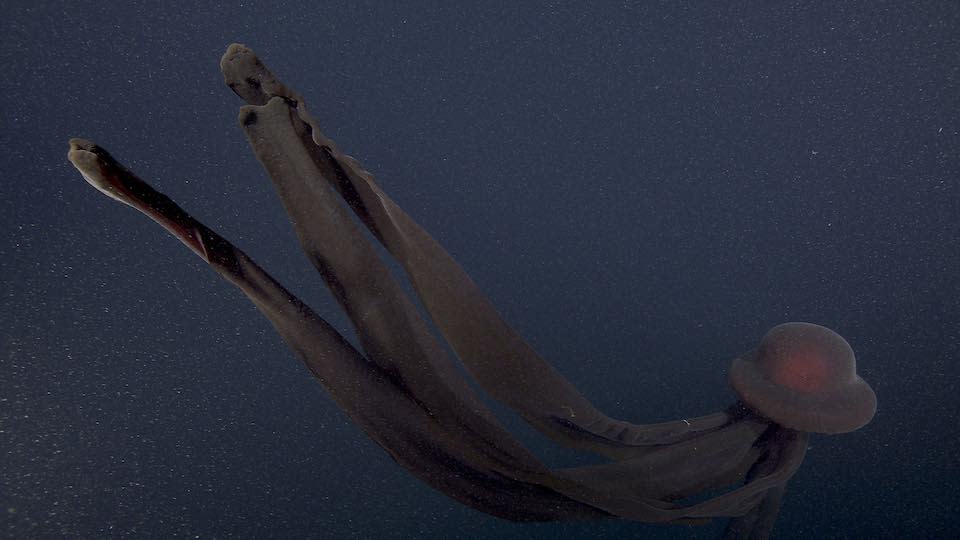 giant phantom jellyfish swimming in the ocean