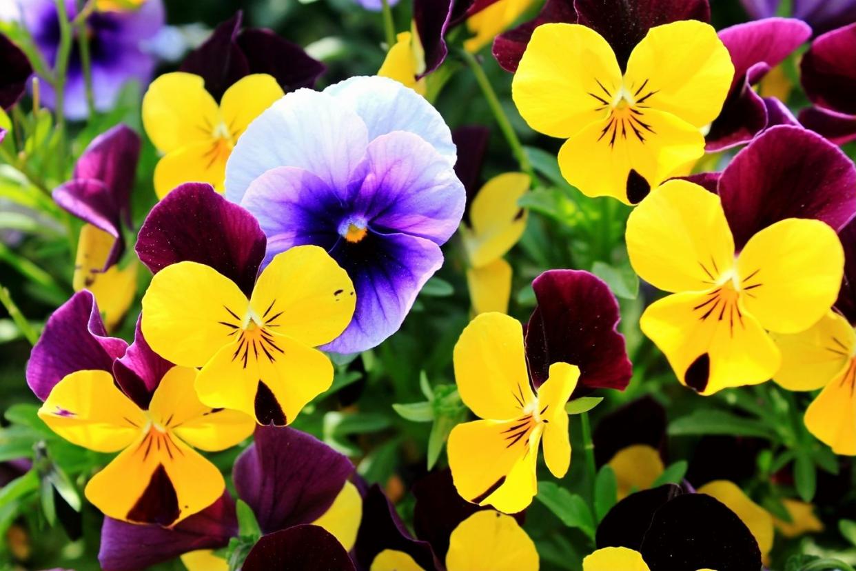 close up of pansies blooming outdoors