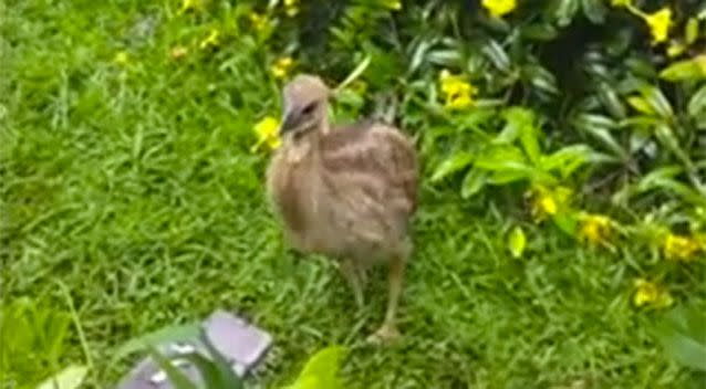 Wee Wee the baby cassowary can be seen in the footage running around and playing. Source: YouTube/Kuranda Rainforest Journeys.