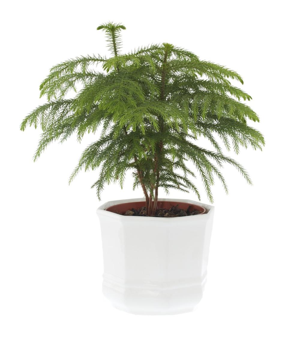 Norfolk Island Pine