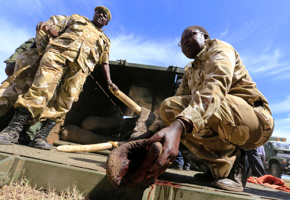 vets monitor the elephants breathing