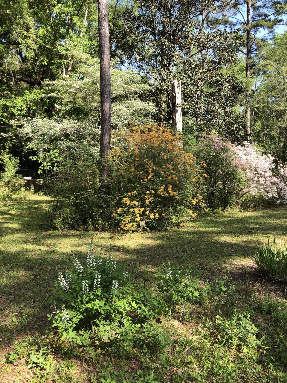 Every plant in this landscape except for the lawn is native to North Florida, from the trees to the shrubs to the wildflowers.