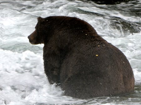 A grizzly bear known to researchers as "Bear 747" looks for migrating salmon in Katmai National Park