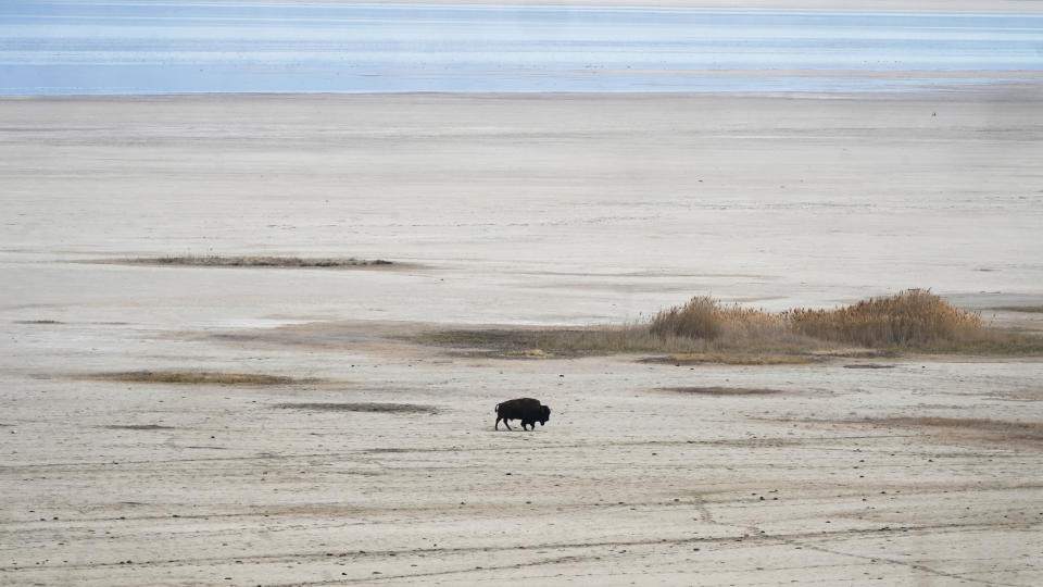 A lone bison walks along the receding edge of the Great Salt Lake on his way to a watering hole on April 30, 2021, at Antelope Island, Utah. The lake's levels are largely expected to hit a 170-year low this year. It comes as the drought has the U.S. West bracing for a brutal wildfire season. (AP Photo/Rick Bowmer)