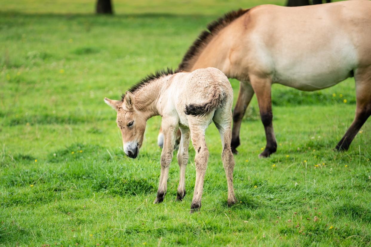 (ZSL Whipsnade Zoo/PA)