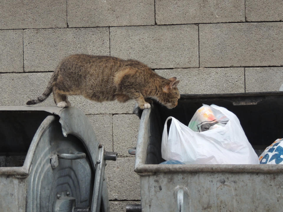 La nourriture des poubelles ou moisie : Attention, même s'ils ont l'air d'adorer ça, ne laissez pas vos chats fouiner dans les poubelles. Car les aliments moisis peuvent gravement intoxiquer les animaux. Les symptômes sont des vomissements, des diarrhées et des convulsions.