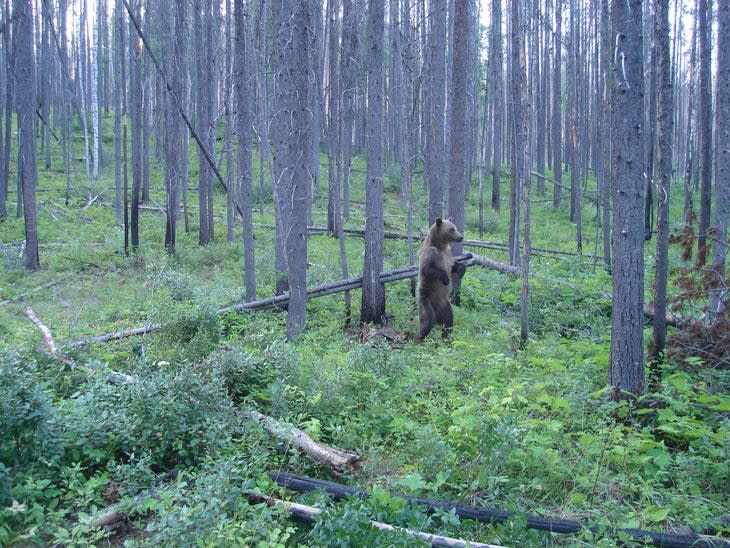 Grizzly bear rubbing on tree in Glacier National Park