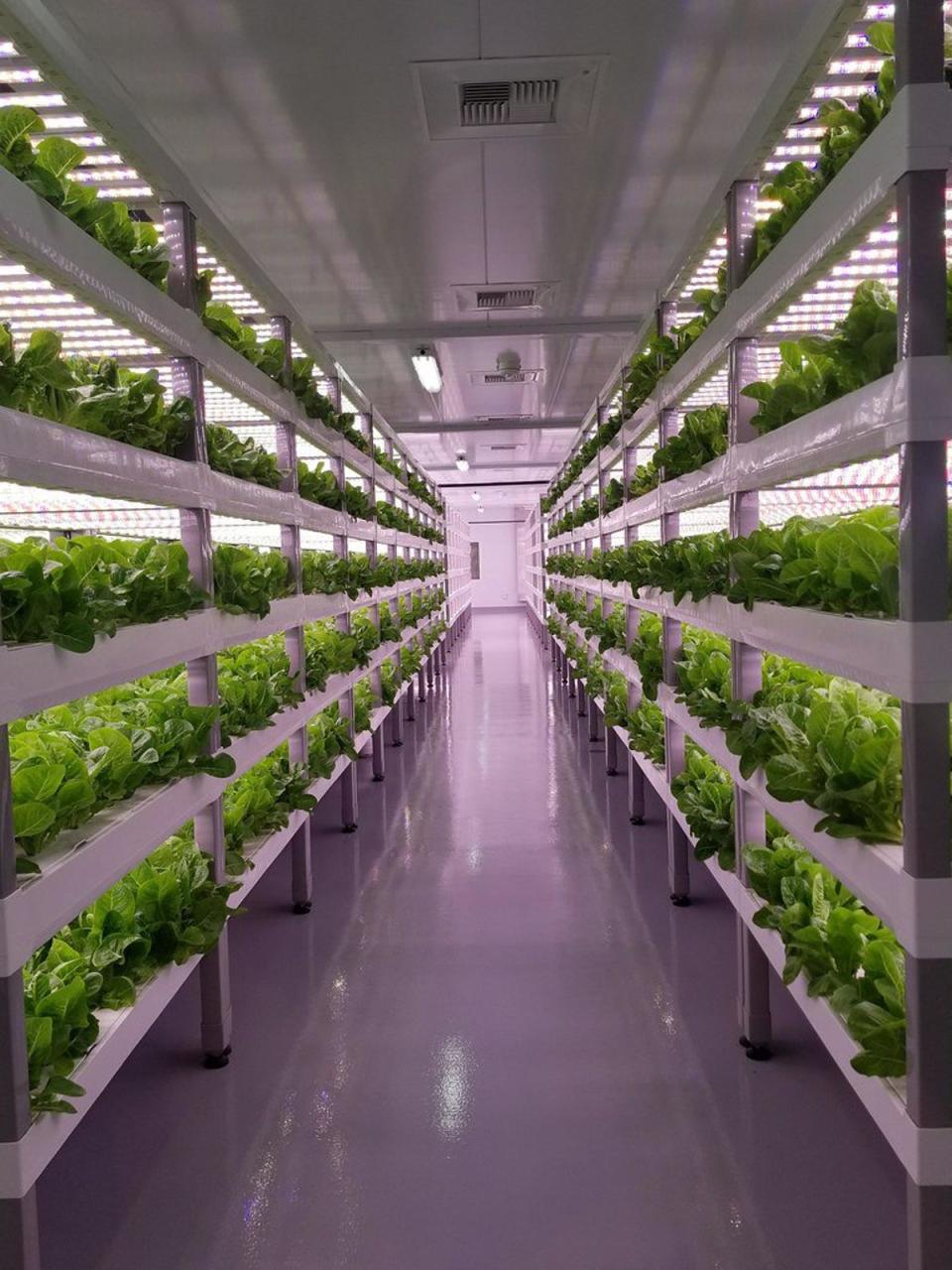 Plants are grown under UV lights in a warehouse (Octopus Energy Business)
