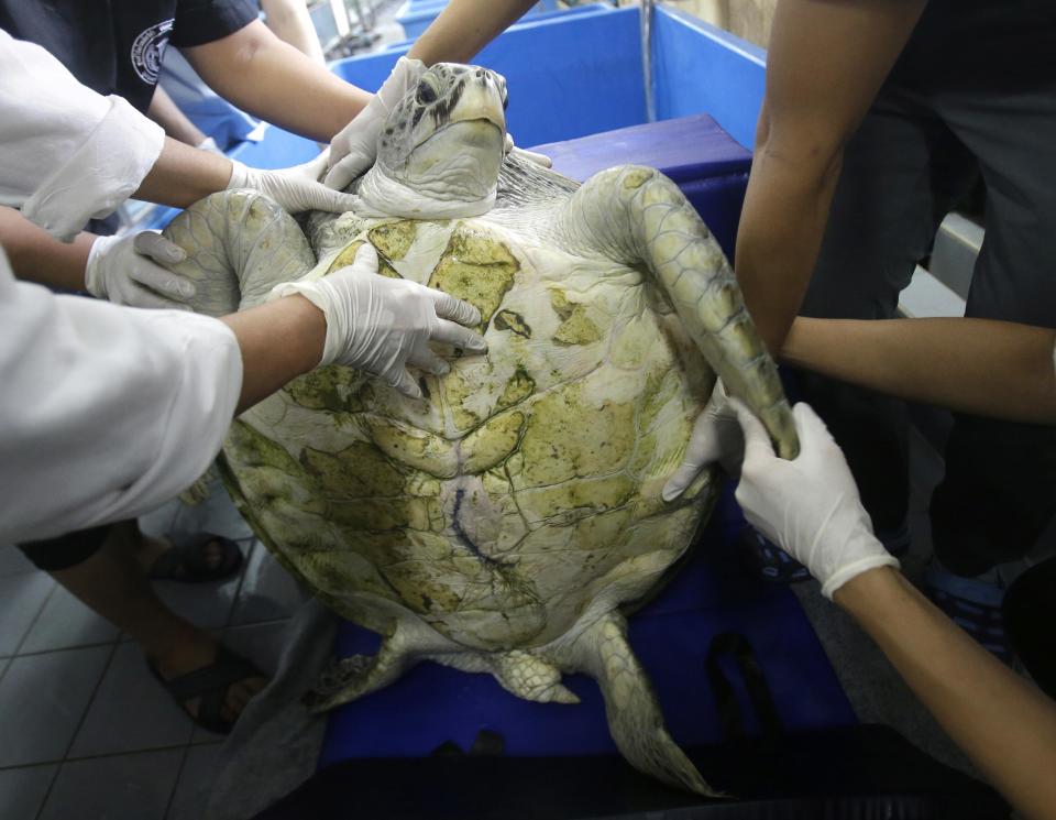 25-year-old green sea turtle "Bank" prepare clean surgical scar at Chulalongkorn University in Bangkok, Thailand, Friday, March 10, 2017. Veterinarians operated on Bank Monday to remove 915 coins weighing 5 kilograms (11 pounds) from her stomach, which she swallowed after misguided human passers-by tossed coin into her pool for good luck in eastern Thailand. (AP Photo/Sakchai Lalit)