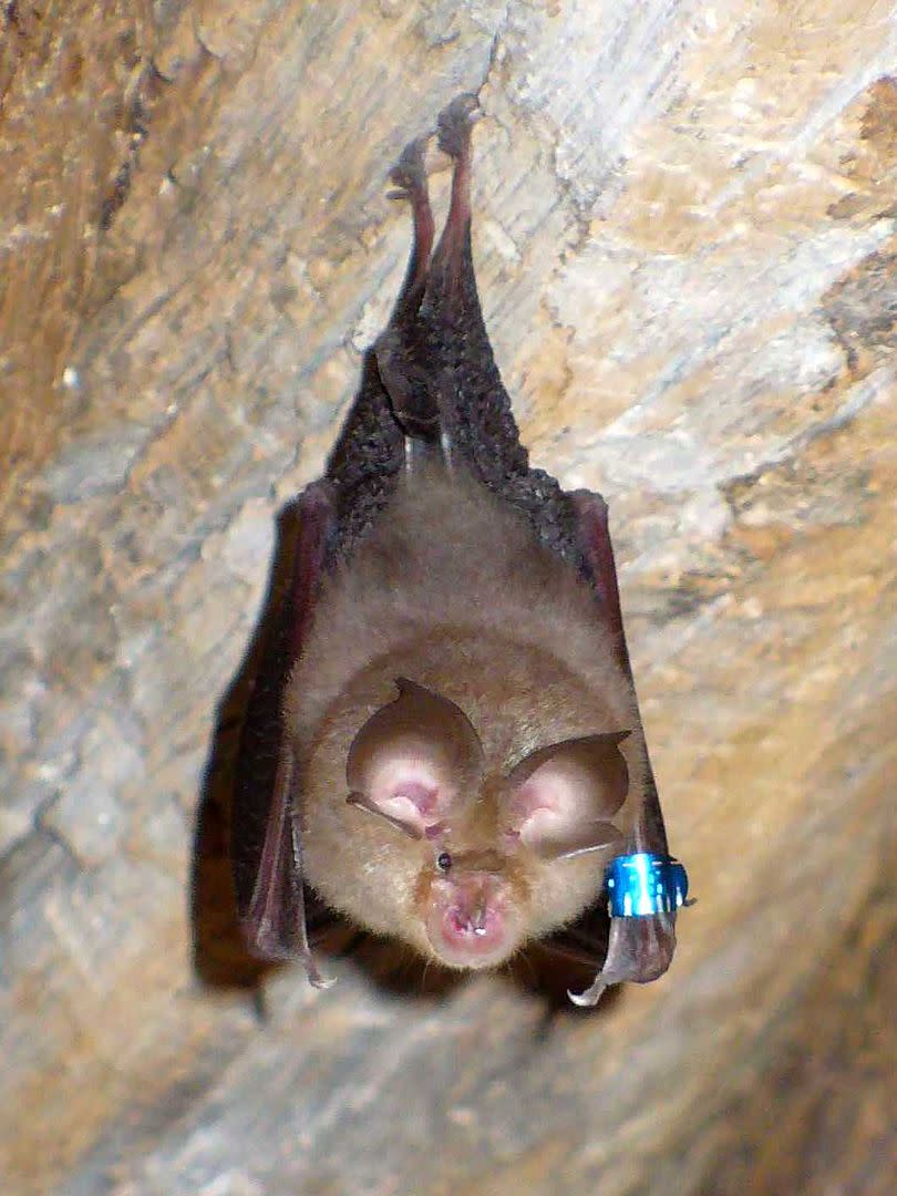 蹄鼻蝙蝠（Lylambda攝，CC BY-3.0）