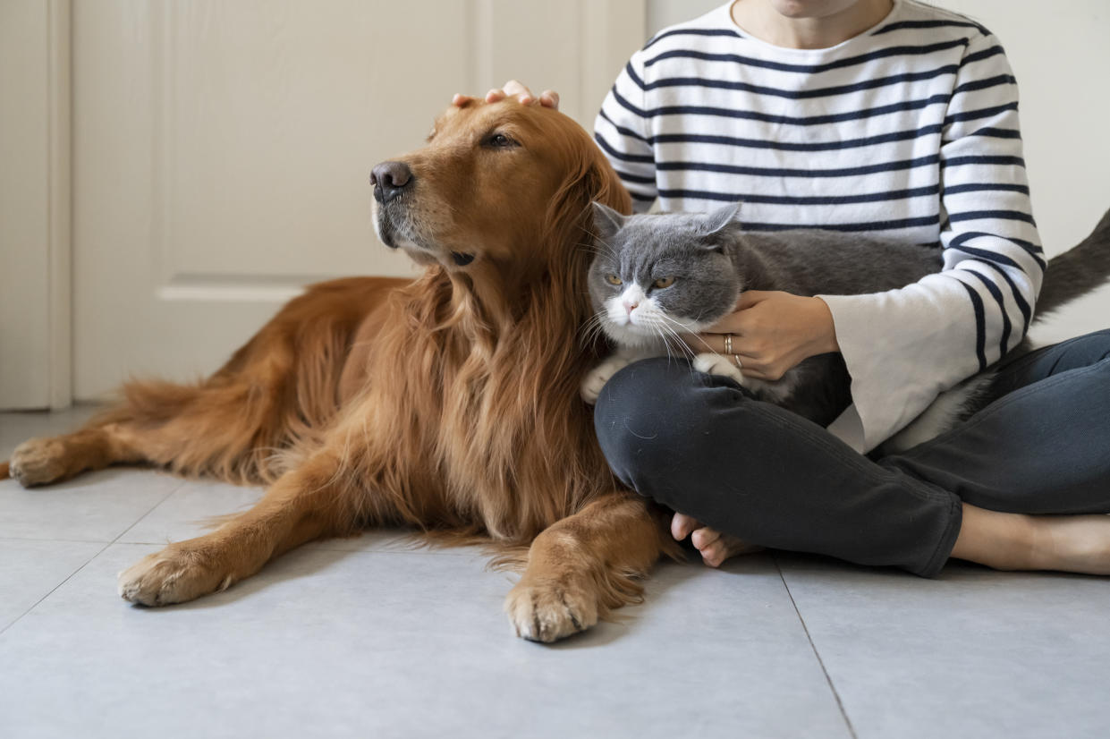 Golden Retriever dog and British Shorthair cat accompany their owner