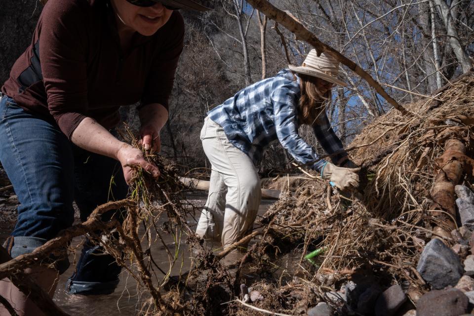 Xanthe Miller (front) and Stephanie Welch remove vinca from the banks of Aravaipa Creek near Feb. 4, 2023, at Aravaipa Canyon Preserve in Klondyke, Arizona.