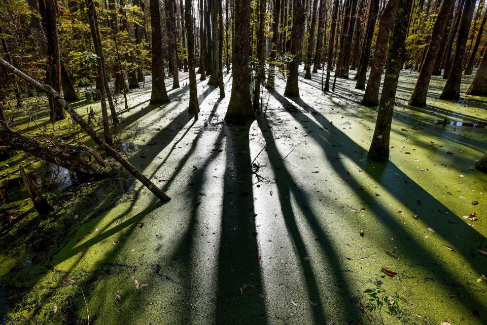 Bear Creek swamp near Autaugaville, Ala., on Monday October 25, 2021. The swamp has been rumored to be haunted dating back to when the land was settled.