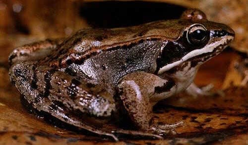 Wood frogs are a common sight across Canada and exist in every province and territory. They are one of four frog species in Ontario that shut down their organs and freeze every winter, then thaw undamaged in the spring. 