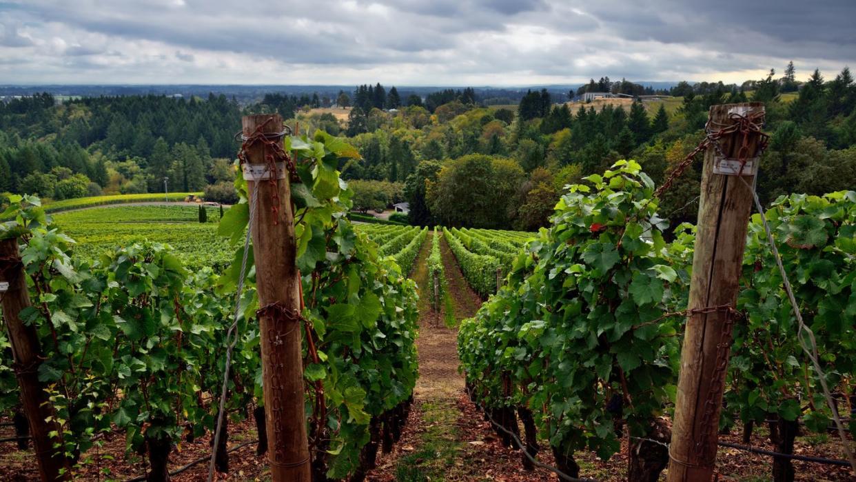 vineyards stretching down the valley and the willamette countryside valley beyond