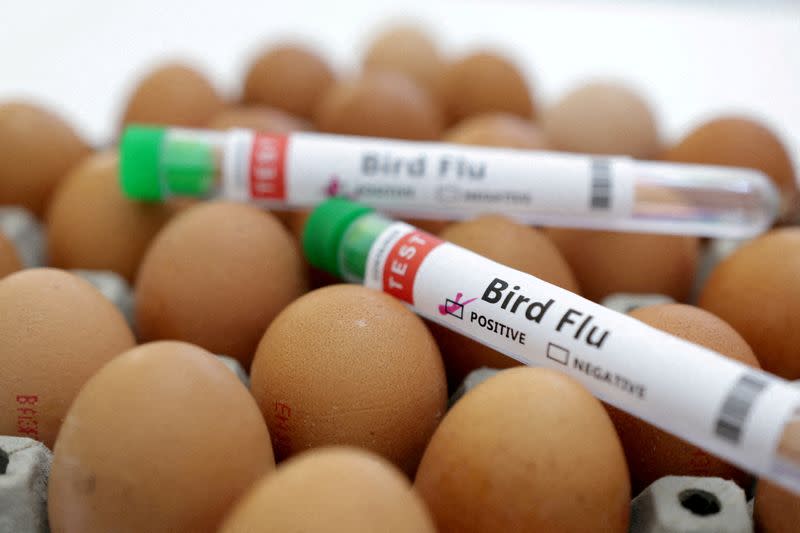 FILE PHOTO: Illustration shows test tubes labelled "Bird Flu" and eggs