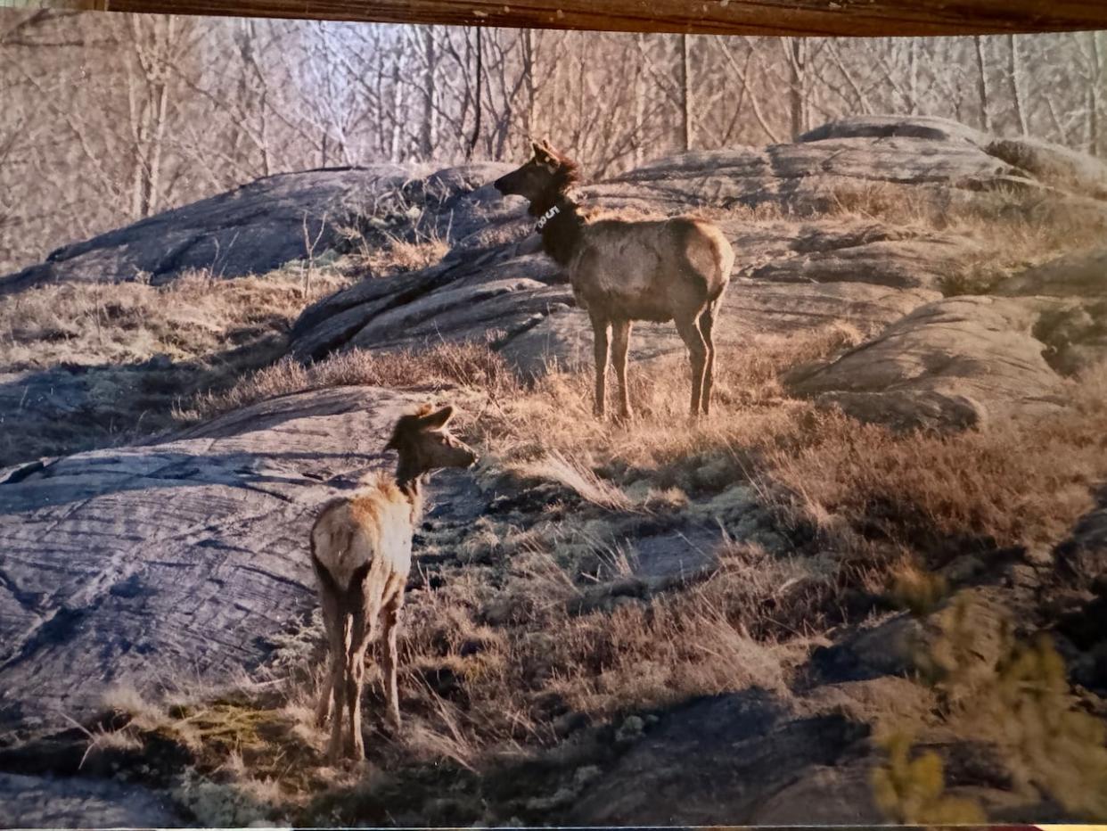 Elk were reintroduced to four different parts of Ontario 20 years ago, but there are concerns that the population isn't self-sustaining and could disappear again.  (Supplied/Joe Hamr  - image credit)