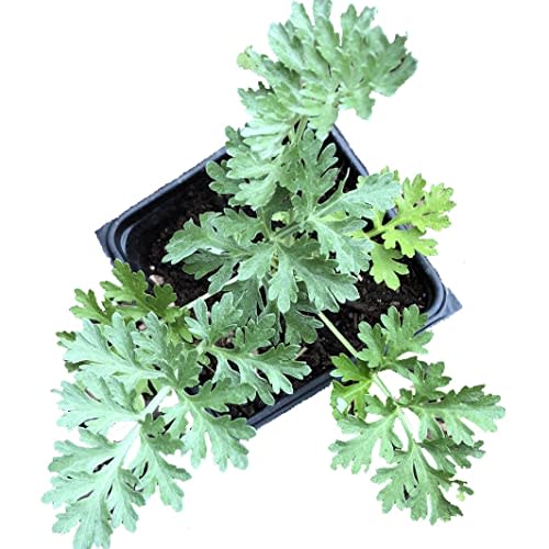 Organic Wormwood Plant, (Artemisia Absinthium) 2.5-inch Pot