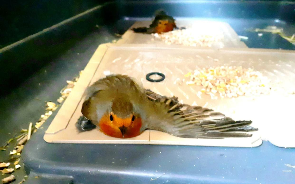 Glue traps designed for rodents often catch non-target animals, such as these robins which died after their ordeal - RSPCA