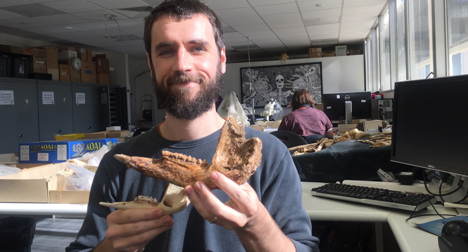 Dr Dr Isaac Kerr holds remains of Protemnodon viator and Osphranter rufus. Source: Flinders University
