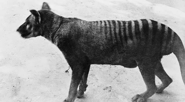 The last known thylacine. Source: AAP
