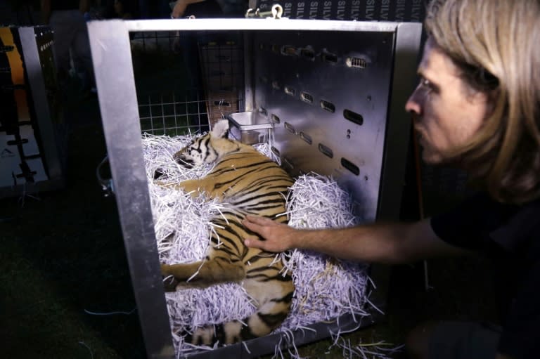 Animals Lebanon drugged the animals and loaded each one into boxes decorated with tiger stripes and their names: May, Antoun, and Tanya