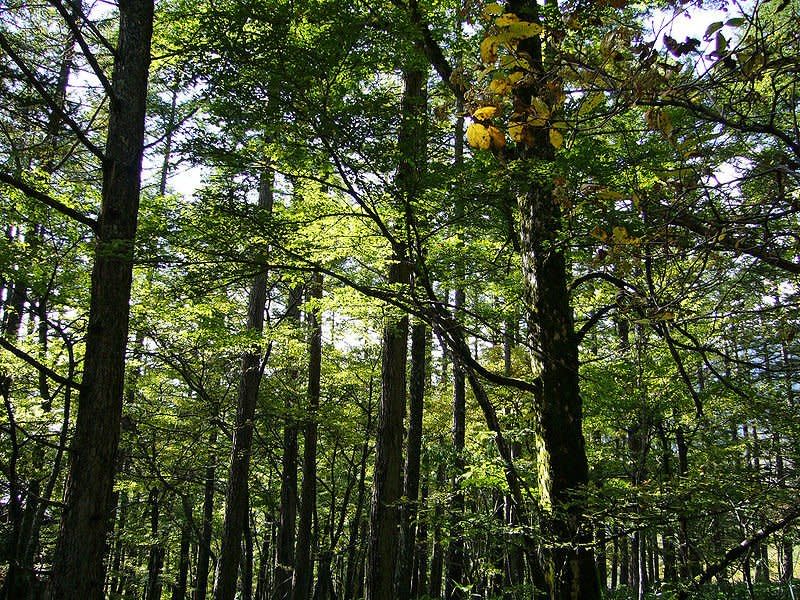日月光在台灣中南部與東部植林、復育近86公頃土地，成林後每年可為吸收1,100公噸二氧化碳（圖／擷取自維基百科）