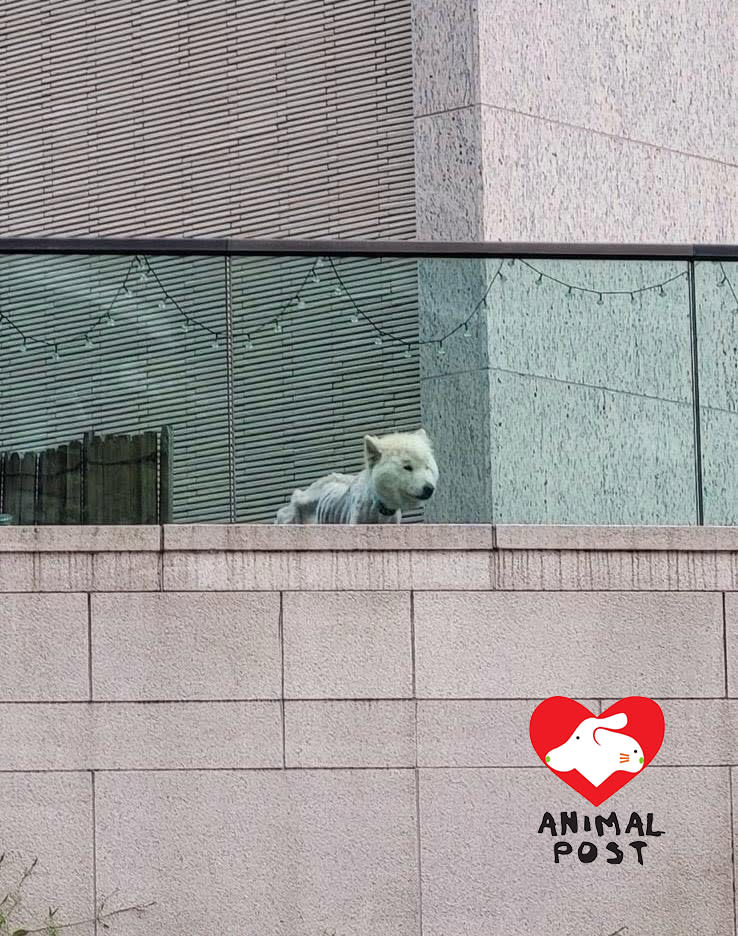 有市民拍攝到九肚山一單位花園有隻極瘦西摩犬。