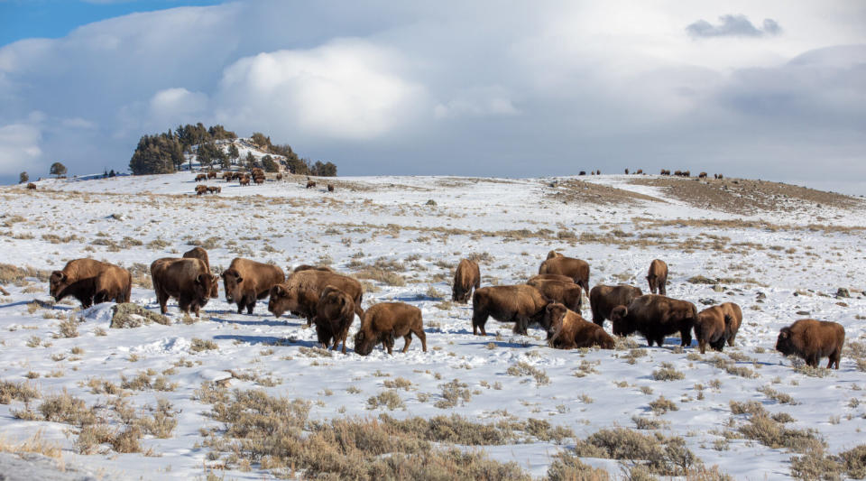 Bison on Blacktail Deer Plateau (NPS/Diane Renkin)