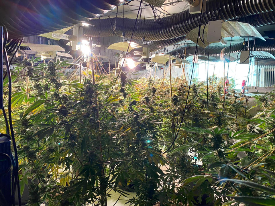 More than 1,000 cannabis plants were found across three dancefloors (Picture: SWNS)