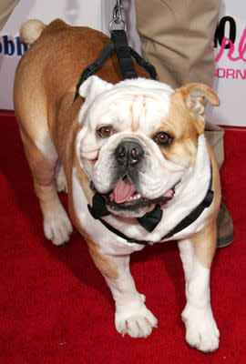 Tyson, the skateboarding dog, at the Hollywood premiere of Lions Gate Films' Undiscovered