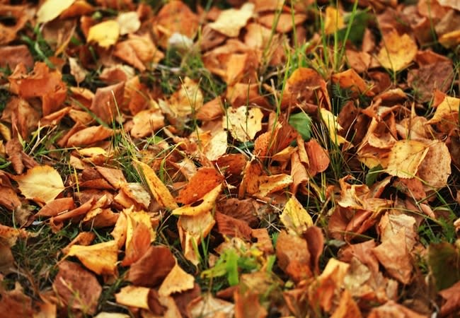 Mulching Leaves