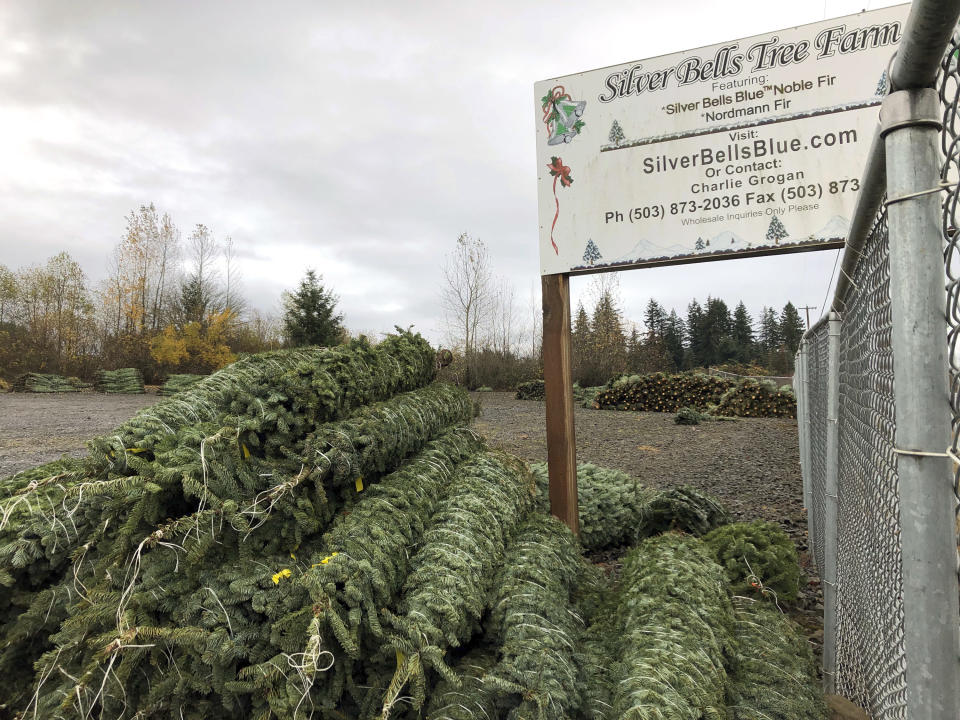 FILE - In this November 2018 file photo, Christmas trees sit in a dirt lot at Silver Bells Tree Farm in Silverton, Ore. While the holiday season is a time of giving and thoughtfulness, it can also be a time of excess and waste. Americans throw away 25 percent more trash than usual between Thanksgiving and New Year’s, that’s about a million extra tons of garbage each week, according to the National Environmental Education Foundation (NEEF), a Washington, D.C.-based nonprofit group devoted to helping people to be more environmentally responsible. For holiday decorations, the Environmental Protection Agency recommends opting for a living tree that can be planted outdoors or eventually mulched. (AP Photo/Gillian Flaccus, File)