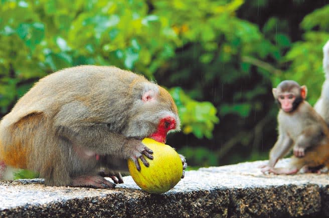 台東縣東河鄉的猴子闖果園採柚子吃。（莊哲權攝）