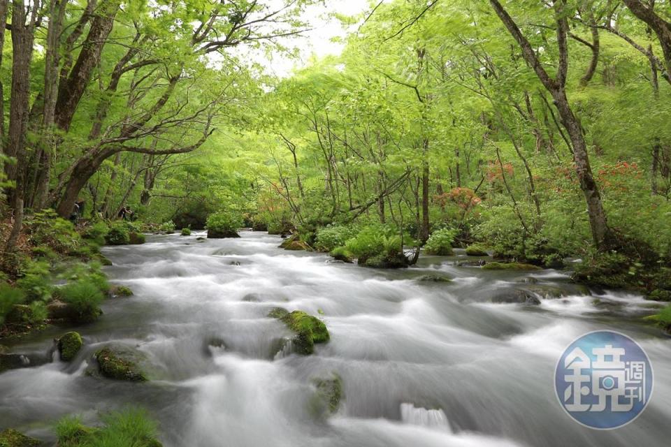 奧入瀨溪流夏季時色調是翠綠的，顯得生氣勃勃。