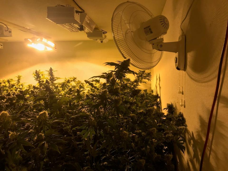 Marijuana growing at a home busted by local drug agents