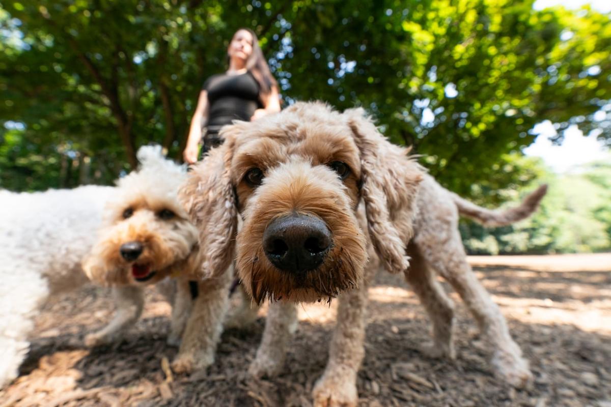 Commercial dog walkers oppose ban from area at city park