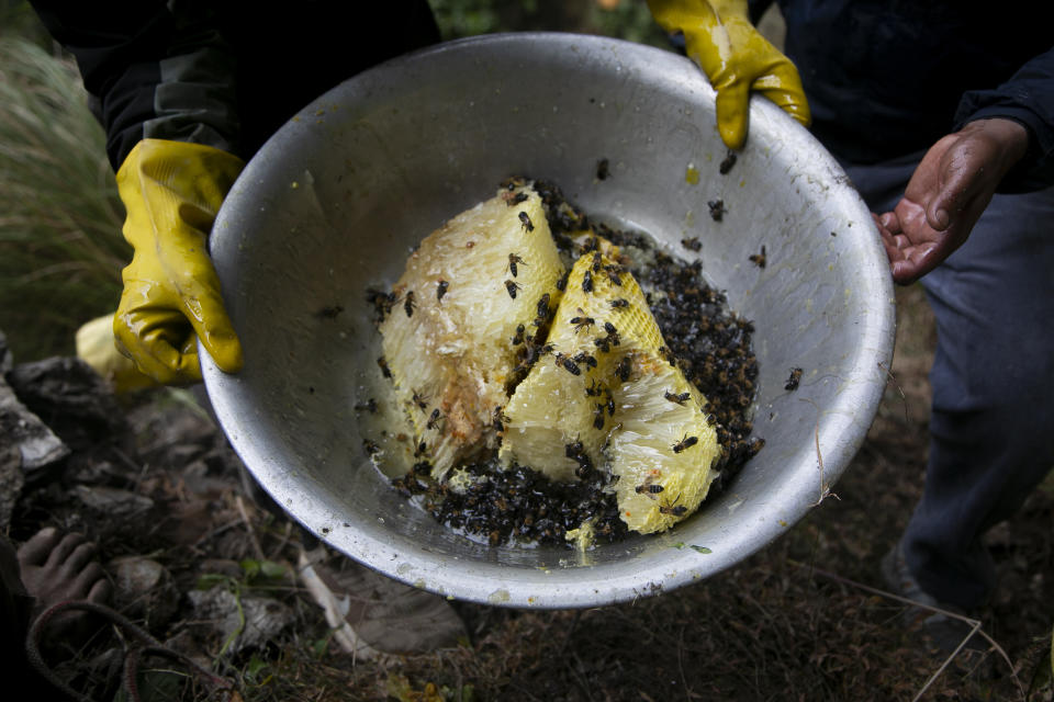 Nepalese honey hunters carry harvested cliff honey before they remove dead bees and squeeze the honey out of the hive in Dolakha, 115 miles east of Kathmandu, Nepal, Nov. 19, 2021. High up in Nepal's mountains, groups of men risk their lives to harvest much-sought-after wild honey from hives on cliffs. (AP Photo/Niranjan Shrestha)