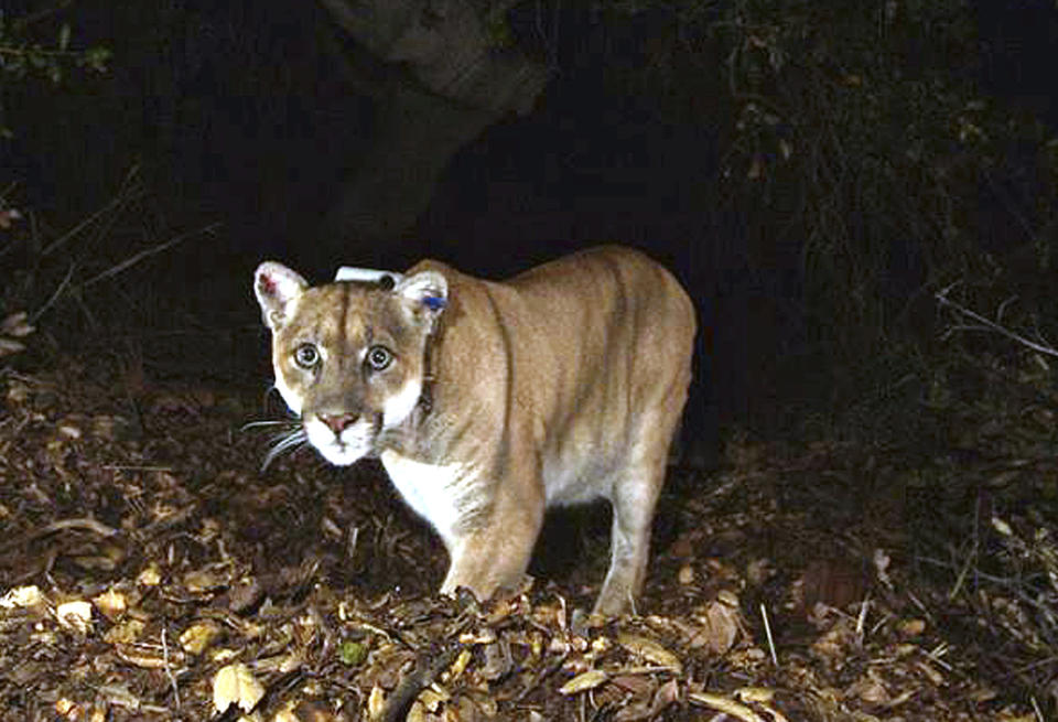 FILE - This November 2014 file photo provided by the U.S. National Park Service shows a mountain lion known as P-22, photographed in the Griffith Park area near downtown Los Angeles. Hoping to fend off the extinction of mountain lions and other species that require room to roam, California is building a mostly privately funded wildlife crossing over U.S. Highway 101 in Agoura, Calif. It will give big cats, coyotes, deer, snakes and other creatures a safe route to open space and better access to food and potential mates. The span will be the only animal overpass in a state where tunnels are more common. (National Park Service, via AP, File)