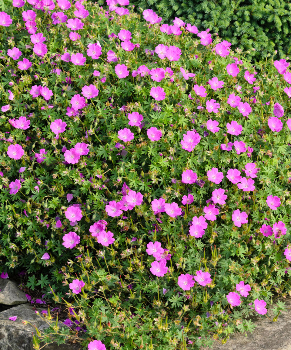 pink flowers of geranium sanguineum