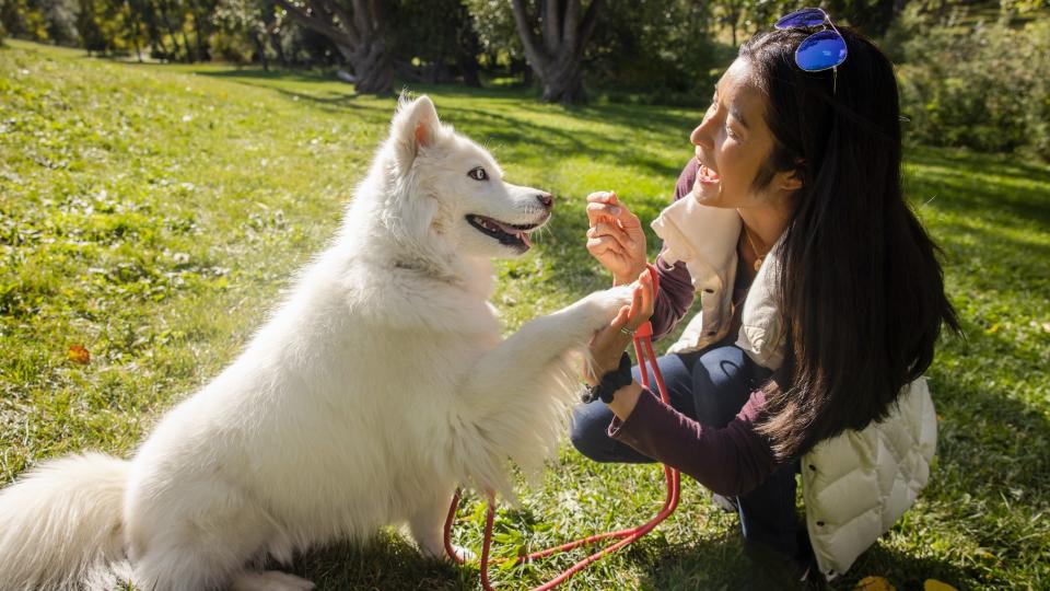  Happy woman giving treat to white dog in sunny park 