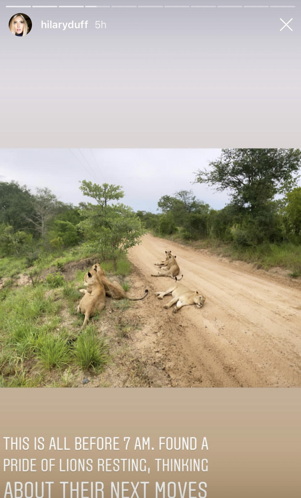 Hilary Duff shared a photo of a pride of lions on her African honeymoon. (Hilary Duff/Instagram)