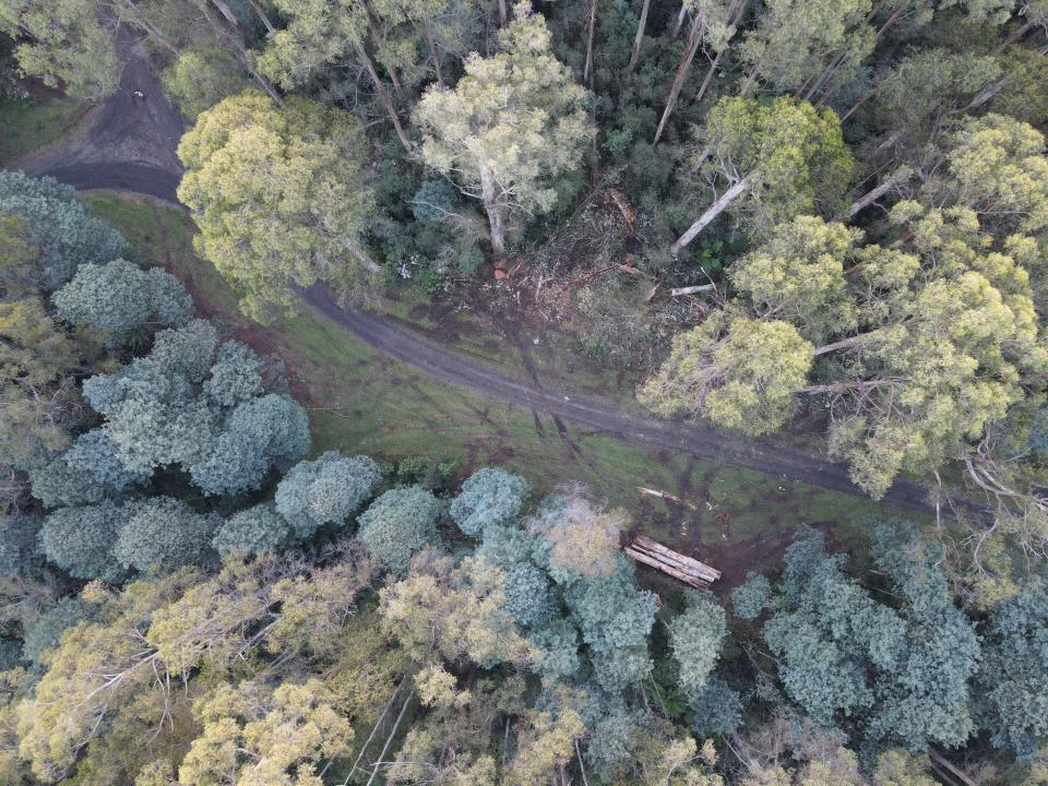 The tree was felled by the FFMV and logs were recovered from its trunk and dragged onto the firebreak.  Source: WOTCH