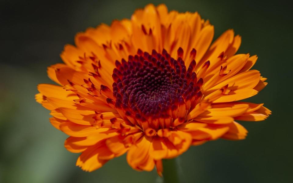 Calendula 'Princess Orange Black' - Neil Hepworth