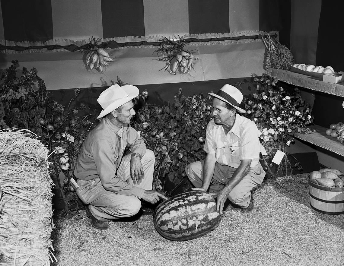 Sept. 10, 1953: R.E. McGowan, left, and R. L. Fitzgerald of the Keller Lions Club look at a prize Georgia Rattlesnake watermelon. The watermelon is part of the agricultural exhibit at the Keller Fair. Fort Worth Star-Telegram archive/UT Arlington Special Collections