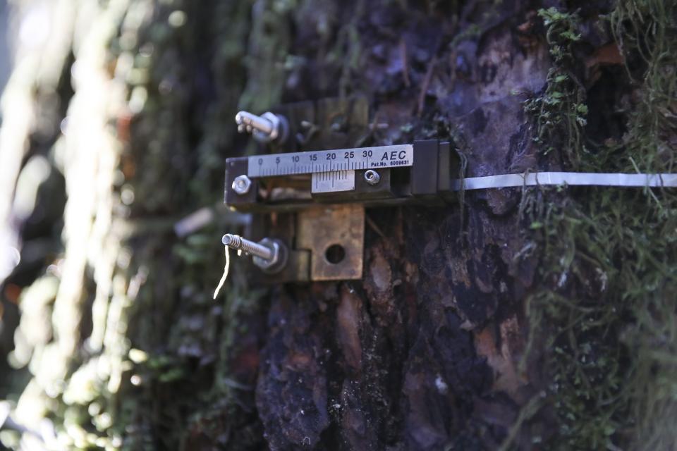 A dendrometer, a device to measure tree growth, is visible on a Douglas fir in the Willamette National Forest, Ore., Friday, Oct. 27, 2023. Scientists are investigating what they say is a new, woefully underestimated threat to the world’s plants: climate change-driven extreme heat. (AP Photo/Amanda Loman)